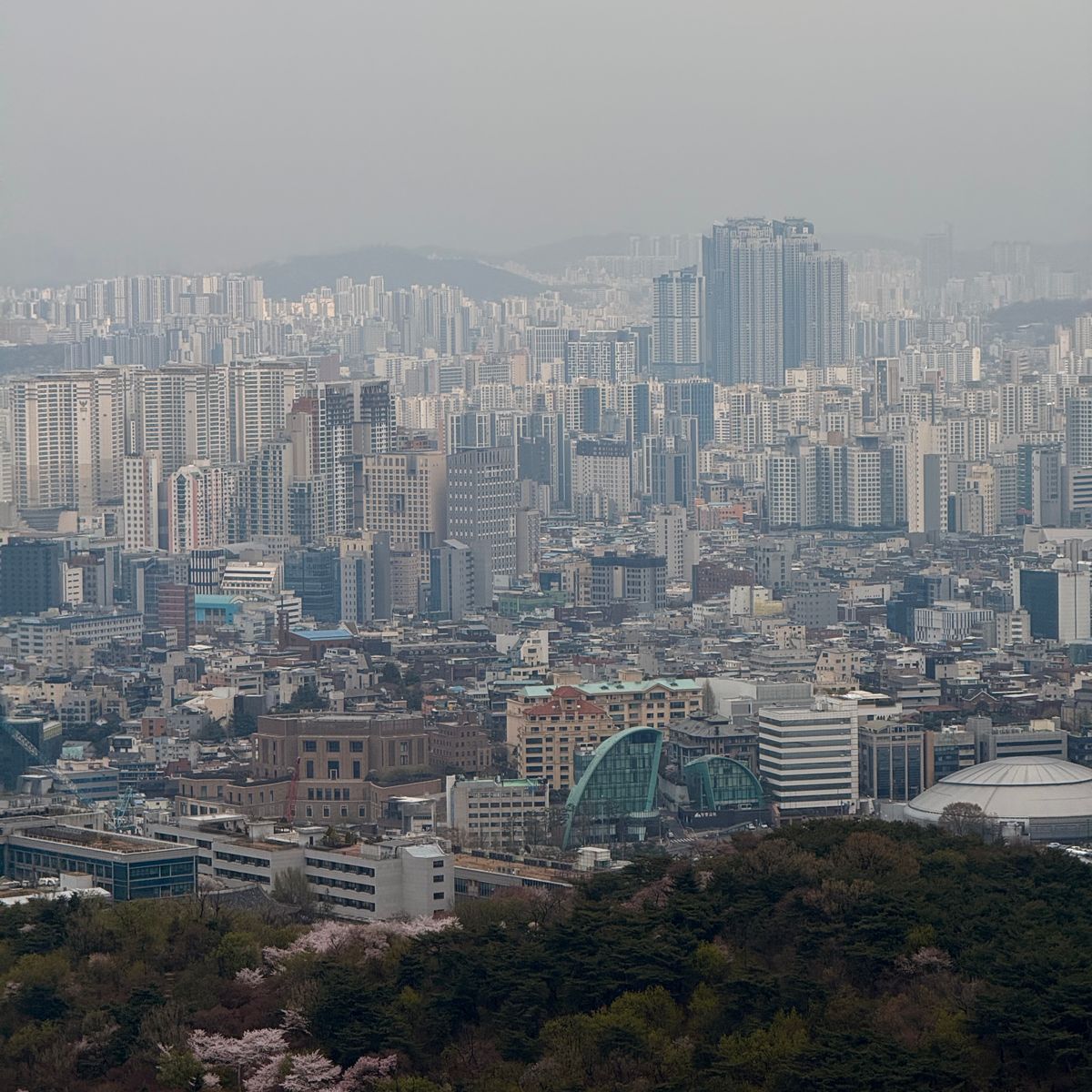 Seoul cityscape with cherry blossoms in spring